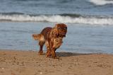KING CHARLES SPANIEL 102